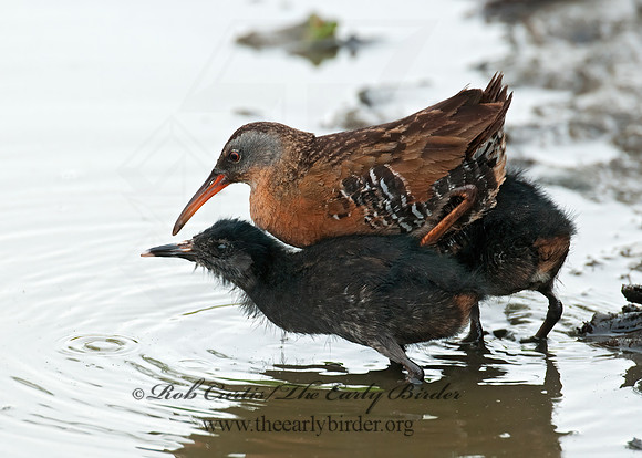 Rallus limicola  VIRGINIA RAIL 3003283z