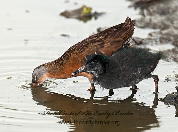 Rallus limicola  VIRGINIA RAIL 3003284z