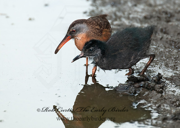 Rallus limicola  VIRGINIA RAIL 3003298z