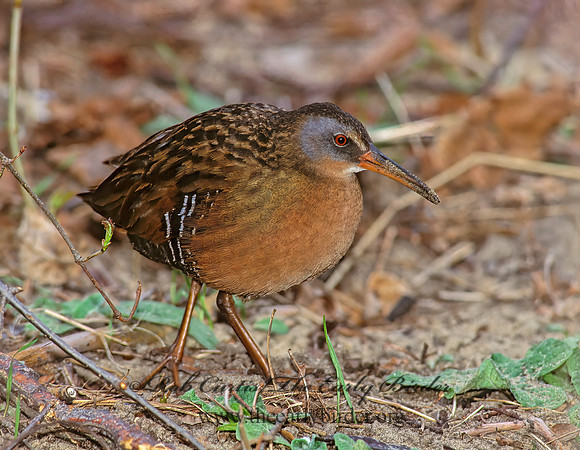 Rallus limicola  VIRGINIA RAIL 163411z