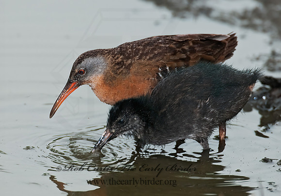 Rallus limicola  VIRGINIA RAIL 3003300z