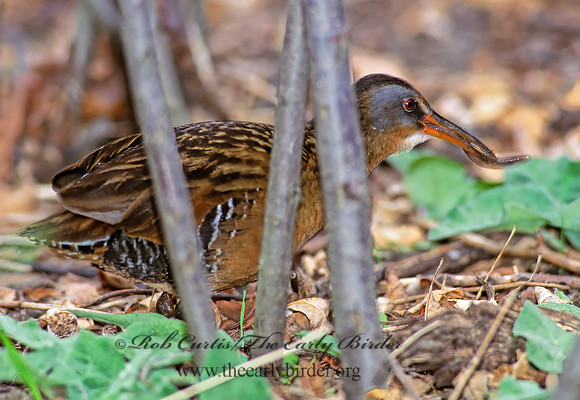 Rallus limicola  VIRGINIA RAIL 163412z