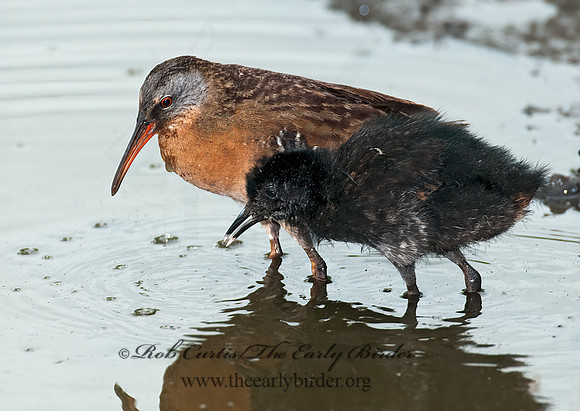Rallus limicola  VIRGINIA RAIL 3003311z