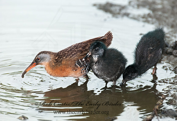 Rallus limicola  VIRGINIA RAIL 3003303z