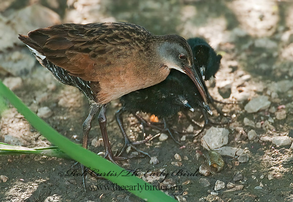 Rallus limicola  VIRGINIA RAIL 3003419z