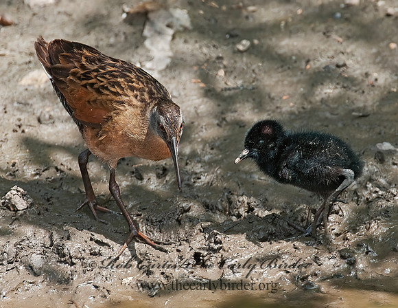 Rallus limicola  VIRGINIA RAIL 3003406z