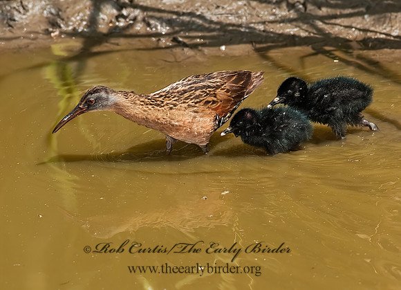 Rallus limicola  VIRGINIA RAIL 8022984z