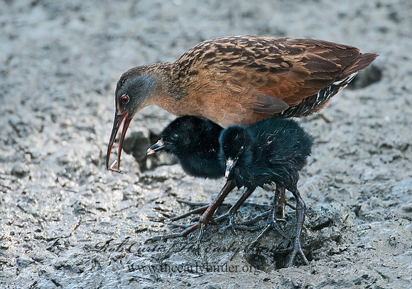 Rallus limicola  VIRGINIA RAIL 3003433z