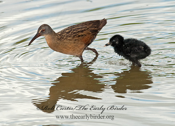 Rallus limicola  VIRGINIA RAIL 8023010z
