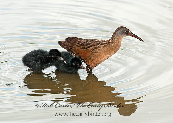 Rallus limicola  VIRGINIA RAIL 8023012z