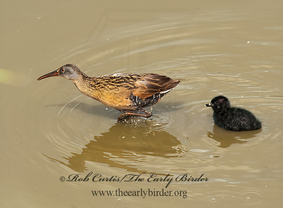 Rallus limicola  VIRGINIA RAIL 8023005z