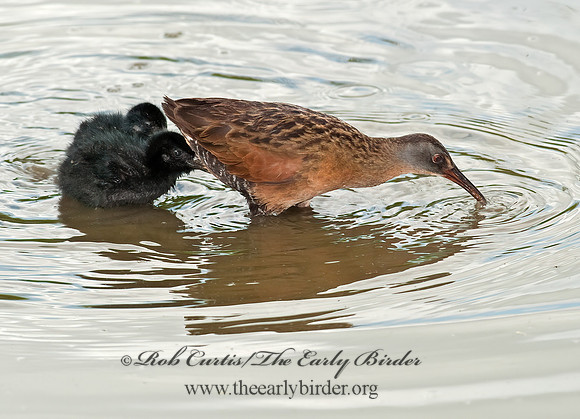 Rallus limicola  VIRGINIA RAIL 8023014z