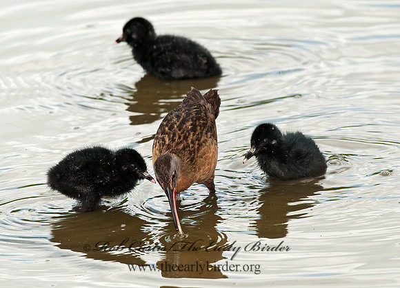 Rallus limicola  VIRGINIA RAIL 8023017z
