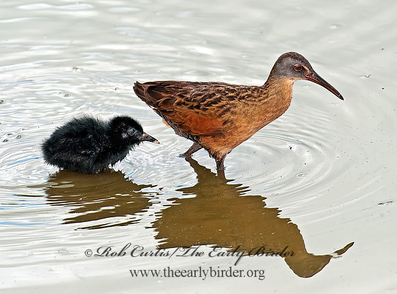 Rallus limicola  VIRGINIA RAIL 8023019z