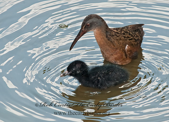 Rallus limicola  VIRGINIA RAIL 8023045z