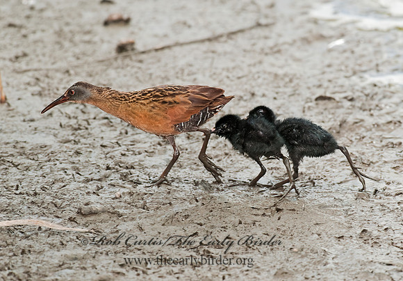 Rallus limicola  VIRGINIA RAIL 8023023z