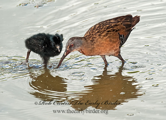 Rallus limicola  VIRGINIA RAIL 8023030z