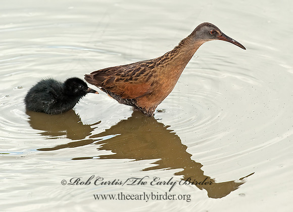 Rallus limicola  VIRGINIA RAIL 8023021z