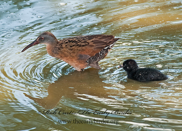 Rallus limicola  VIRGINIA RAIL 8023047z