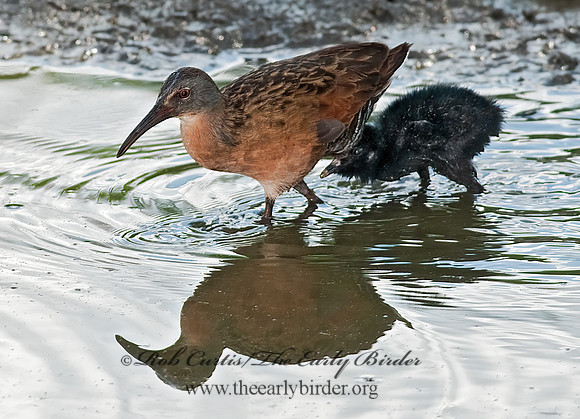 Rallus limicola  VIRGINIA RAIL 8023053z