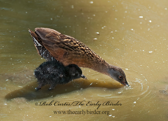 Rallus limicola  VIRGINIA RAIL 8023051z