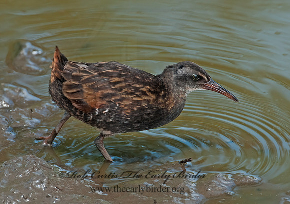 Rallus limicola  VIRGINIA RAIL 3003399z