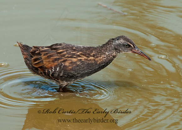 Rallus limicola  VIRGINIA RAIL 3003402z