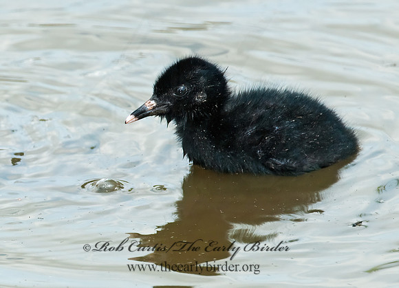 Rallus limicola  VIRGINIA RAIL 3003410z