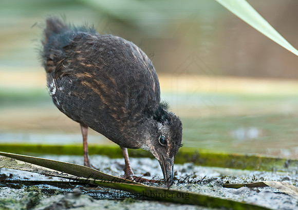 Rallus limicola  VIRGINIA RAIL 3008706z