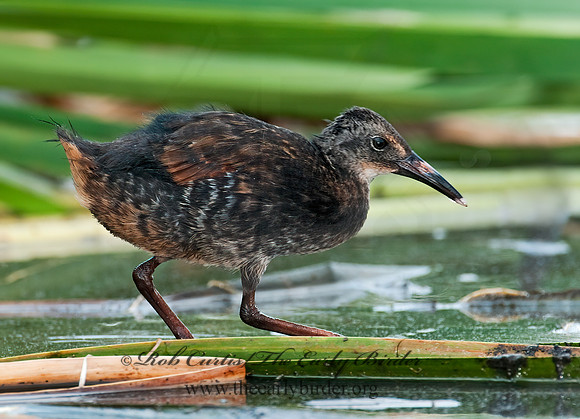 Rallus limicola  VIRGINIA RAIL 3008708z