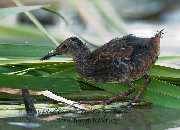 Rallus limicola  VIRGINIA RAIL 3008718z