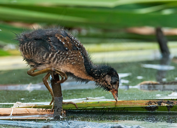 Rallus limicola  VIRGINIA RAIL 3008721z