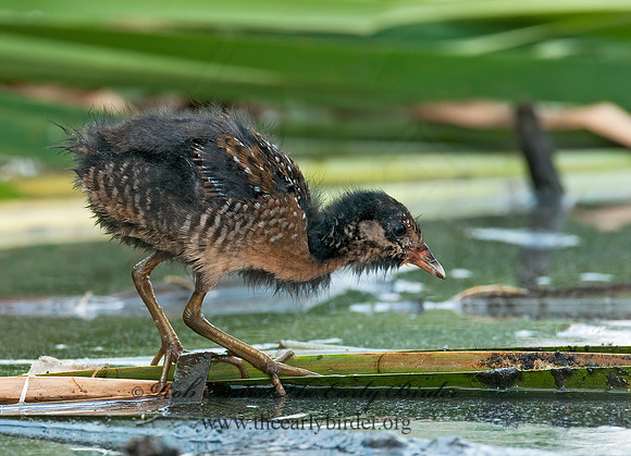 Rallus limicola  VIRGINIA RAIL 3008722z