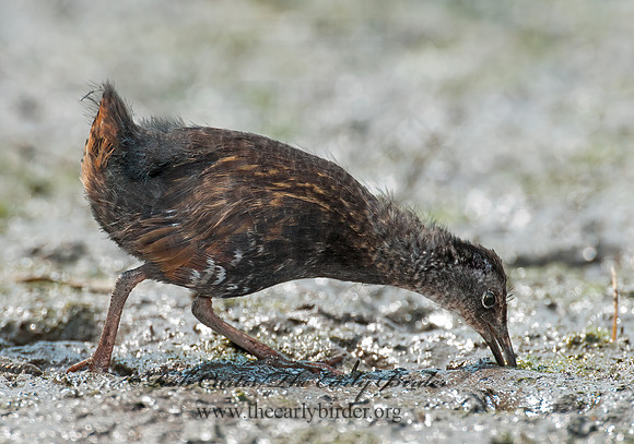 Rallus limicola  VIRGINIA RAIL 3008712z