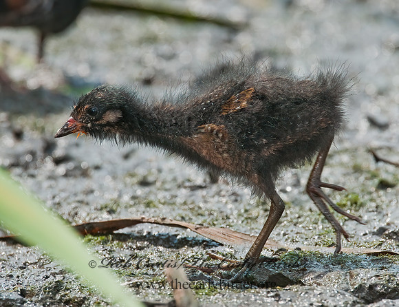 Rallus limicola  VIRGINIA RAIL 3008726z