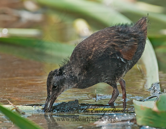 Rallus limicola  VIRGINIA RAIL 3008736z