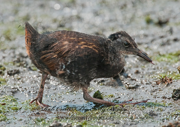 Rallus limicola  VIRGINIA RAIL 3008730z
