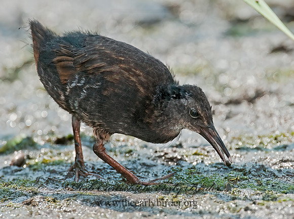 Rallus limicola  VIRGINIA RAIL 3008738z