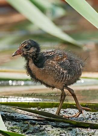 Rallus limicola  VIRGINIA RAIL 3008763z