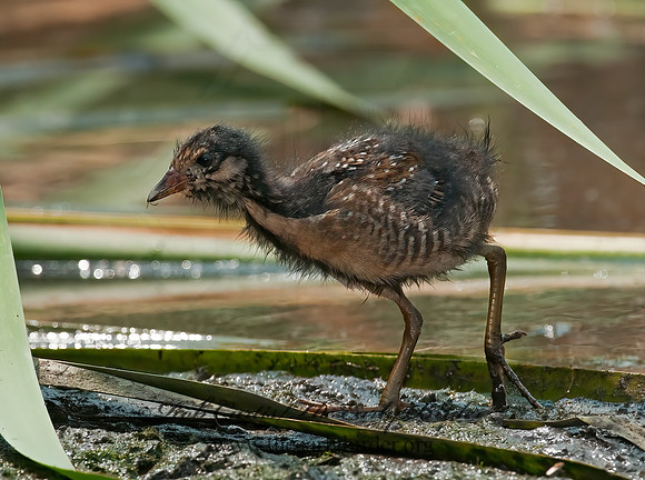 Rallus limicola  VIRGINIA RAIL 3008761z