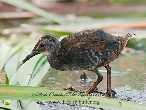 Rallus limicola  VIRGINIA RAIL 3008774z