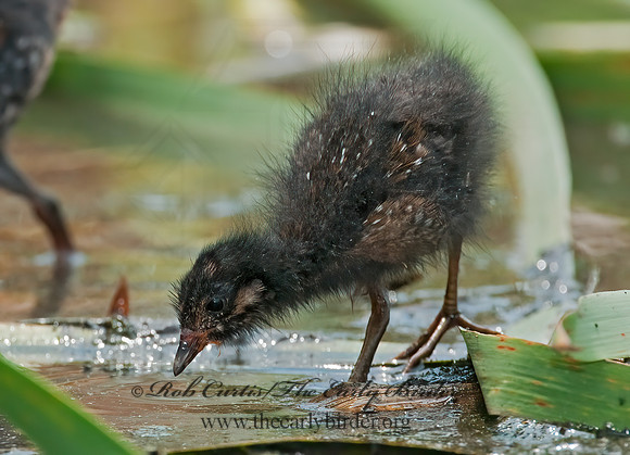 Rallus limicola  VIRGINIA RAIL 3008775z