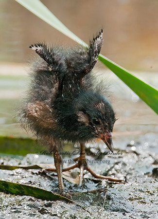 Rallus limicola  VIRGINIA RAIL 3008776z