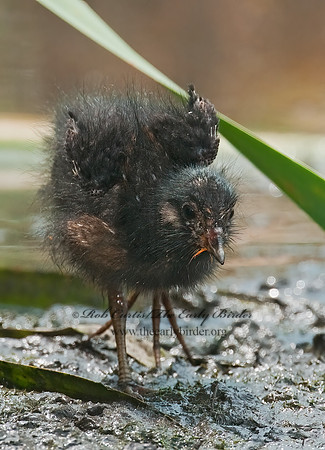 Rallus limicola  VIRGINIA RAIL 3008777z