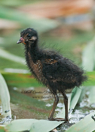 Rallus limicola  VIRGINIA RAIL 3008800z