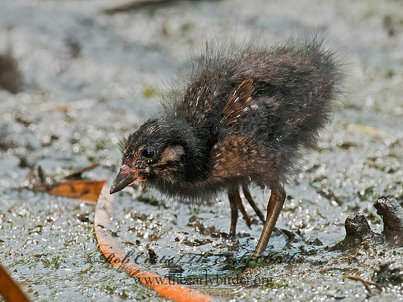 Rallus limicola  VIRGINIA RAIL 3008779z