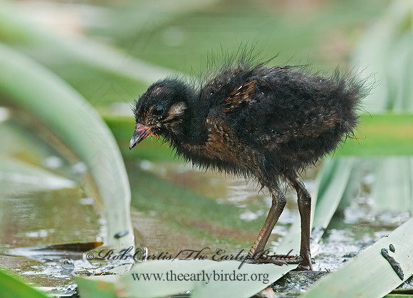 Rallus limicola  VIRGINIA RAIL 3008801z