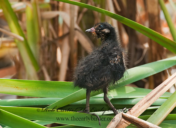 Rallus limicola  VIRGINIA RAIL 3008810z
