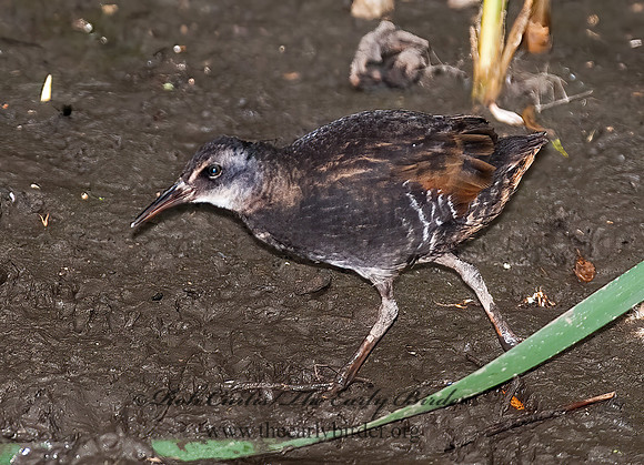 Rallus limicola  VIRGINIA RAIL 8022951z