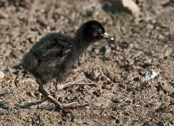 Rallus limicola  VIRGINIA RAIL 8023034z